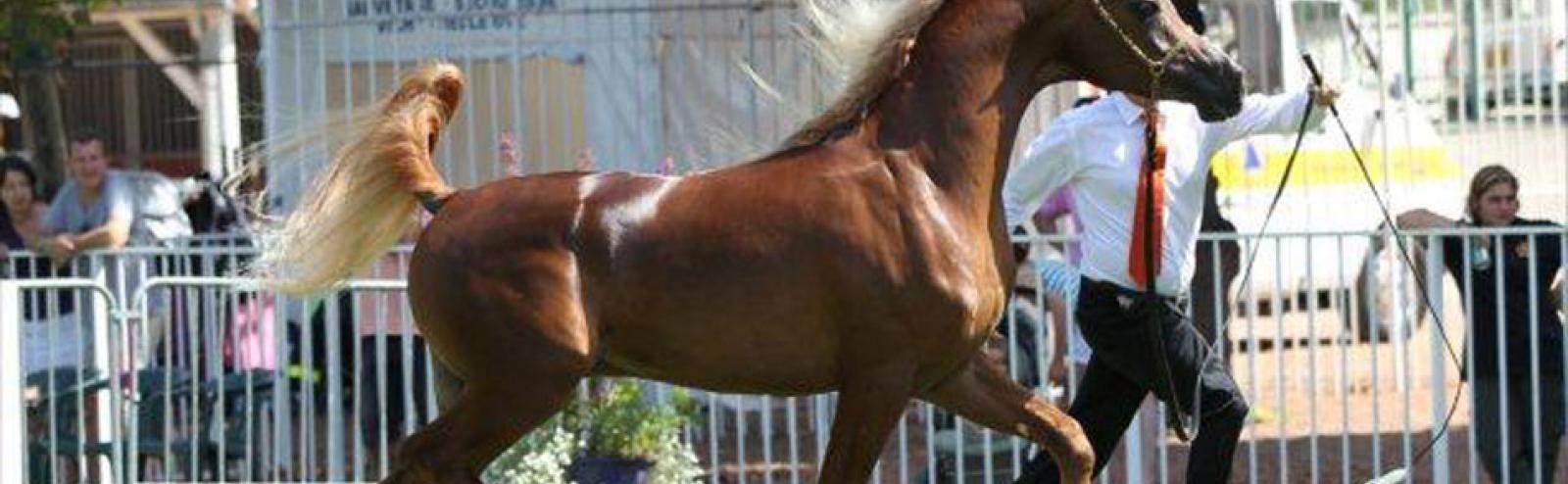 Barzan Al Shahania à l'Arabian Show 2012 - Vichy